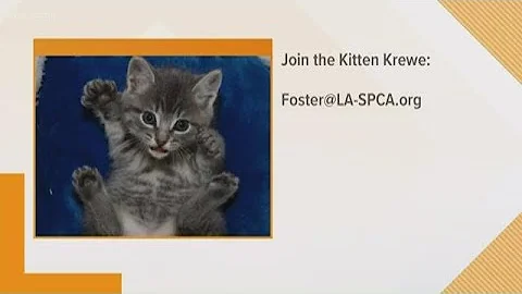 What to do if you find stray kittens while quarantine at home