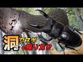 クヌギに洞があったら採りたくなる‼もうすぐ採集シーズン【クワガタムシ】