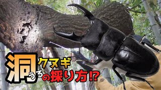 クヌギに洞があったら採りたくなる‼もうすぐ採集シーズン【クワガタムシ】