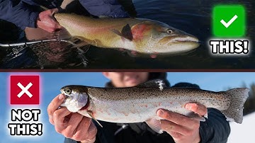 How To Properly HANDLE and RELEASE Trout! (The Right Way)