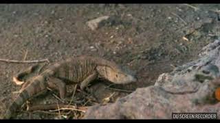 Im sorry - The gods be crazy 2 1989
This is the cutest scene from the movie. Its hugh part of my childhood ♡ This scene is shown at 0:30:30 Im sorry - The gods be crazy 2 1989