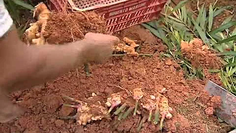 Como se produz o gengibre?