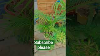 #ArecaPalm, #IndoorPlants, #HousePlants, #PlantLovers, #GreenLiving, #HomeDecorPlants,#GardeningTips