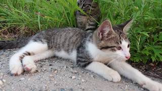 野良子猫兄弟