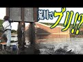 温排水に潜む荒川モンスターを仕留めよ！