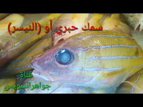 معلومه في دقيقة سمك حبري أو النيسر شوي وقلي حكاية أصله يعيش في الشعب المرجانية