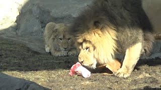 Drama between Lion cub Pilipili &amp; dad Jabari during &quot;Enrichment Feeding&quot; at Lincoln Park Zoo Chicago