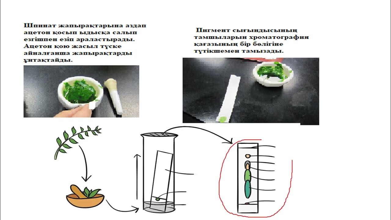 Біз анустың фотосуреттерін көрсетеміз