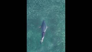 Massive Bluefin Tuna on hsor in the Hamptons New York