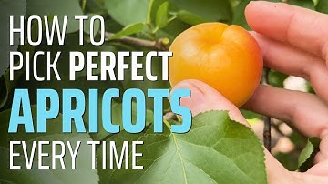 Harvest Perfectly Ripe Apricots - How to Know They