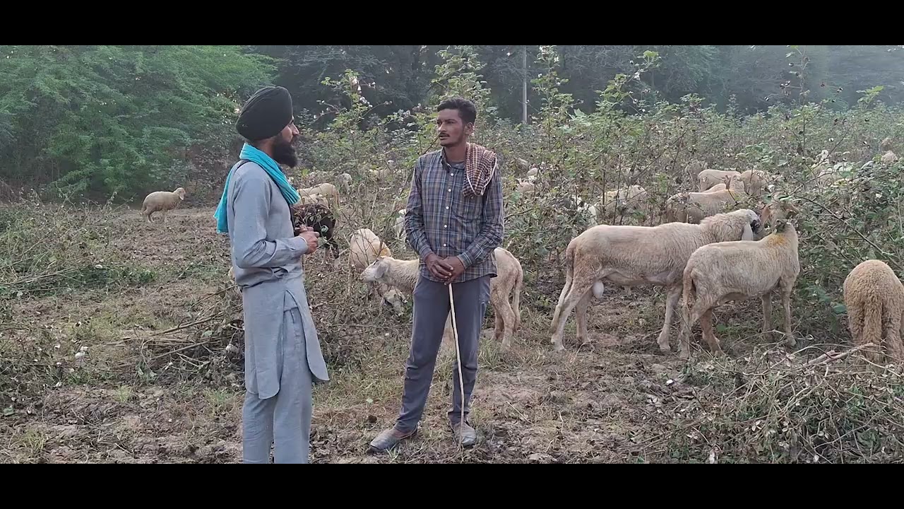 Rotash paul bai da no.9991325972 ਪੈਡਾ ਦੀ ਨਸਲ  ਤੇ ਕੰਮ ਕਰਦਾ ਗਾ।