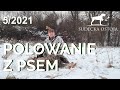 Sudecka Ostoja 5/2021. Polowanie na dziki z psem.