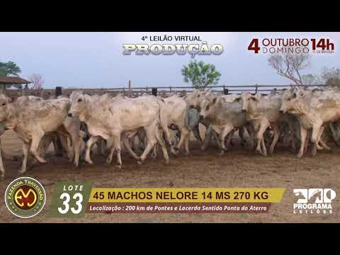 LOTE 33