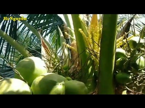 Video Chia sẻ đặc điểm dừa xiêm xanh mã lai và dừa xiêm xanh... - youtube
