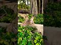 dudu pienge cute monkey video #cute #monkeysr #bandar #monkeyvideo