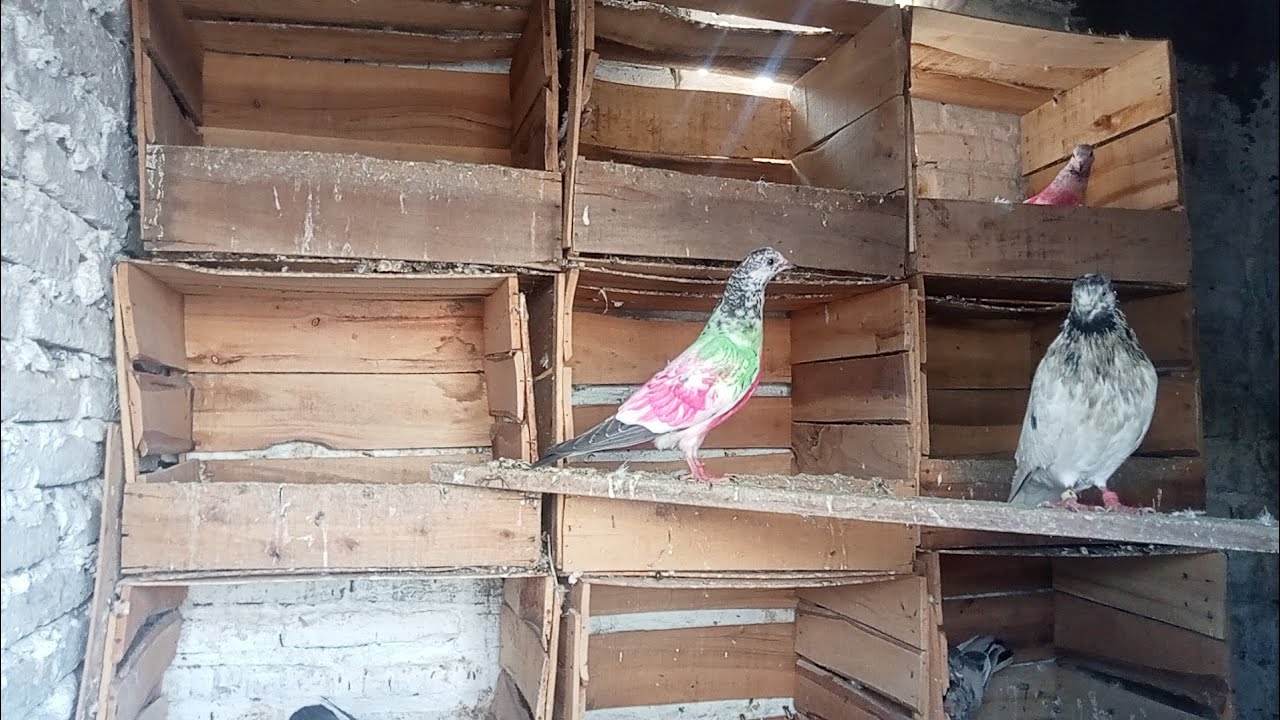 Bacho KO colour laga deya🖤