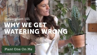 Houseplant 101: How Often to Water Your Houseplants — Ep 119