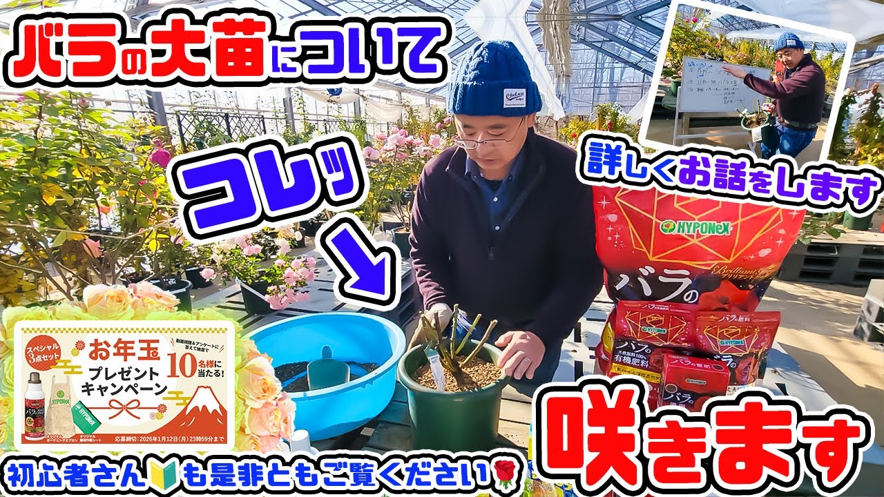 【このバラ咲きますｯ🌹】今の時期に流通している[バラの大苗]について詳しくお話ししていきます【バラ栽培お年玉プレゼント🎁】【那須ヒロガーデン 高木大輔さん】