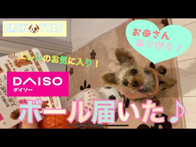 ダイソー Daiso 愛犬大喜び お気に入り わんこおもちゃの１００均ボールを買ってもらった Youtube