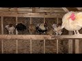 Predator Proof Chicken Coop