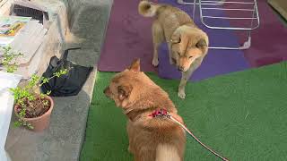 다 산책 나가고 혼자 남은 여우가 하는 행동