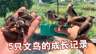 From rescue to release of five munia: Let us witness their growth together 【A Dream in the World】