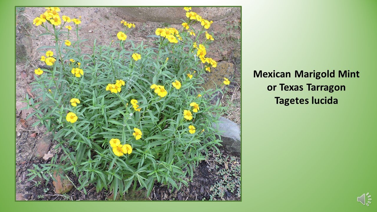 Mexican Marigold Mint, Texas Tarragon Tagetes lucida YouTube