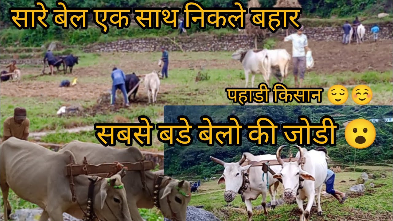 पहाडी खेती बाडी गेहू जो की  बुताई भी शुरू हो गयी 🌾🌾😌☺️