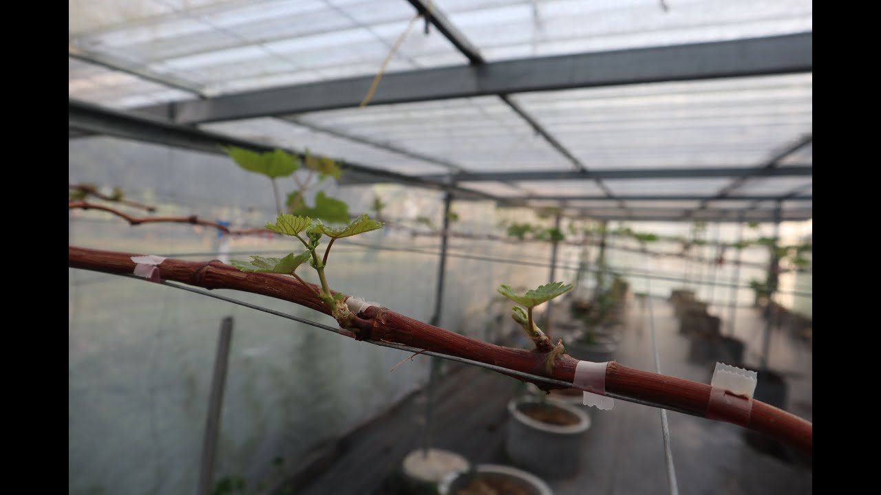 แก้องุ่นตาบอดหลังจากทำการพรุนกิ่ง ได้ผล 99 99%