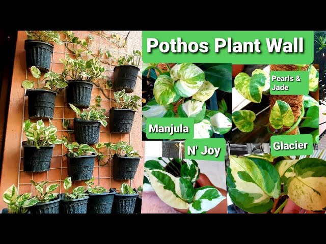 Pothos Plant Wall : N' Joy, Pearls & Jade, Glacier & Manjula