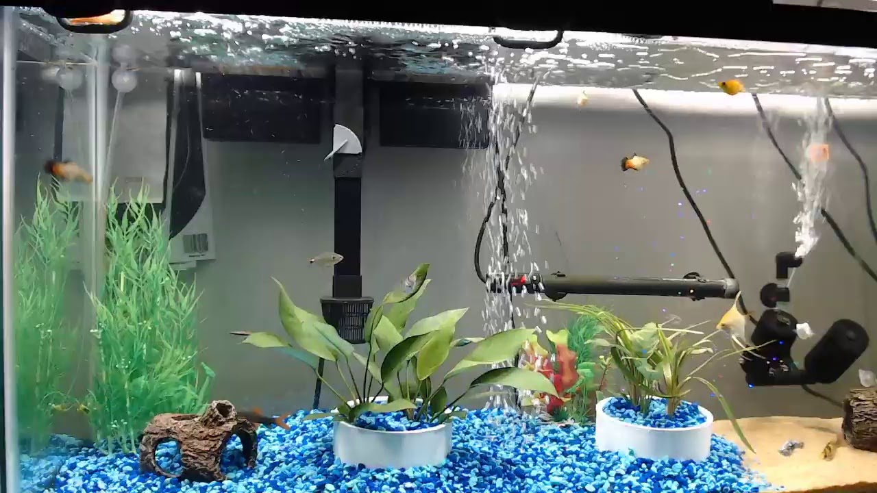 All 24 Fish together finally after long separation. - YouTube