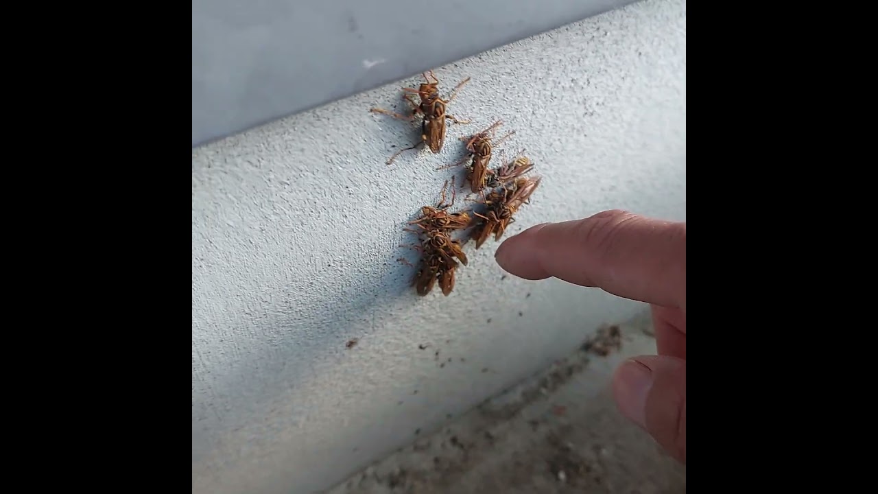 寒くなってきた時期のハチ達