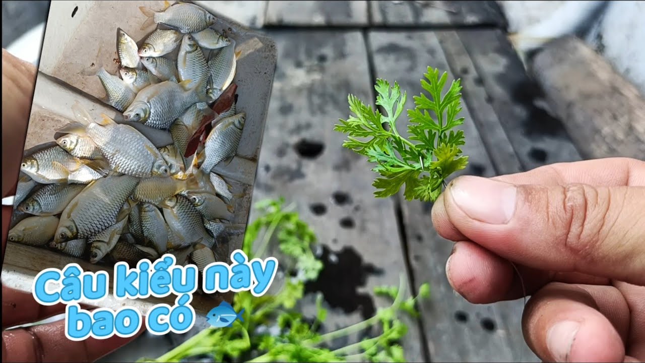 Đã vào mùa cá mè vinh,,,anh em chiến thôi nào# Câu cá mè vinh sông