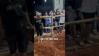 Sapi super besar #sapi