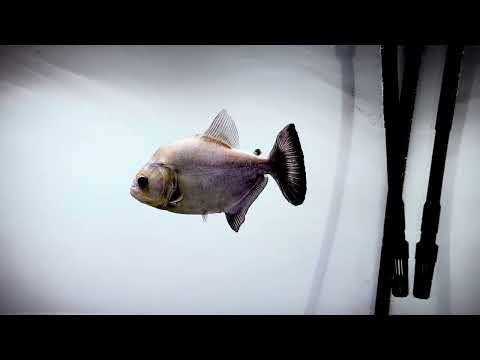 Black Piranha Rhombeus Brazil