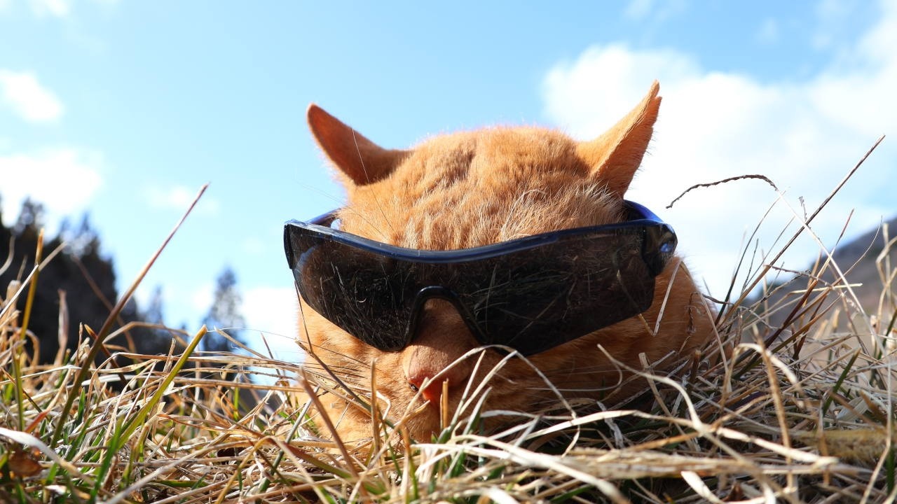 麦茶サングラス cat sunglasses 260430 - YouTube