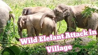 wild elephant coming down to Village area, junglee Hathi ,elephant attack