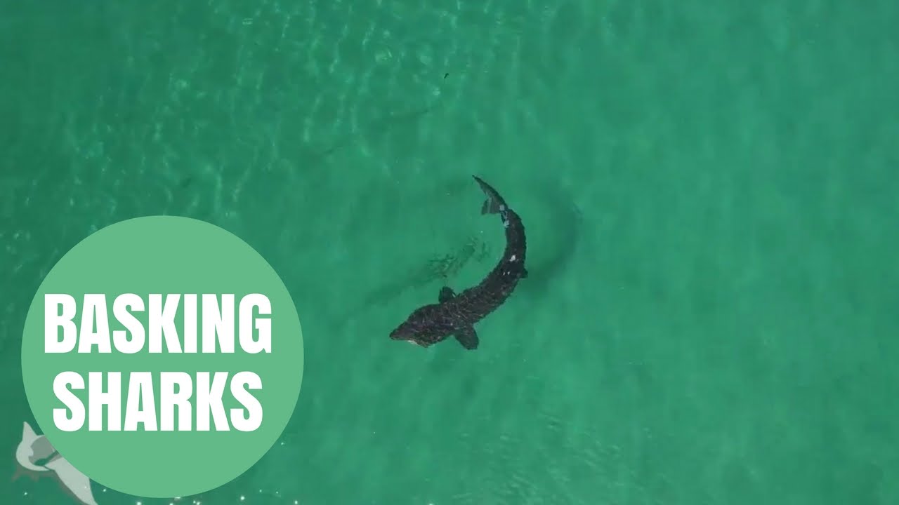 Stunning Drone Footage Captures Basking Sharks Feeding Off The West