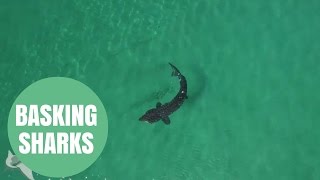 Stunning Drone Footage Captures Basking Sharks Feeding Off The West Coast
