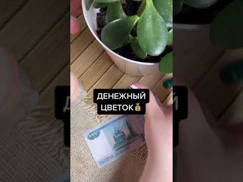 Ритуал на денежное дерево