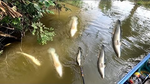 Đi đánh điểm mới trúng nữa rồi,, kích cá miền Tây,,kênh Htgc tập 226