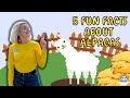 Fun facts about alpacas  fun facts on the farm  ivy tv kids