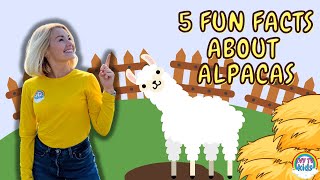 Fun Facts About Alpacas | Fun Facts On The Farm | IVY TV KIDS!