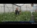 Jt france 3 production de renoncules par azur roses var