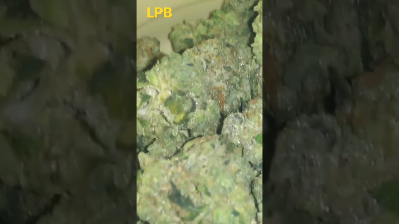 low price bud Hindu kush