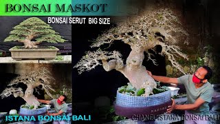 Bonsai Maskot Istana Bonsai Bali