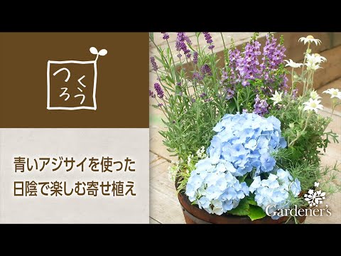 初夏の寄せ植え3分レシピ 青いアジサイを使った日陰で楽しむ寄せ植え Youtube