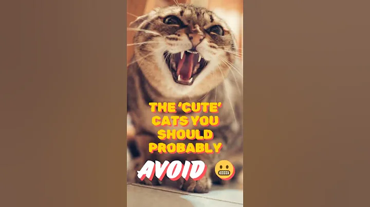 Video 11253831: sphynx hairless cat, cat wild savannah, cat don, cat breed, cat animals