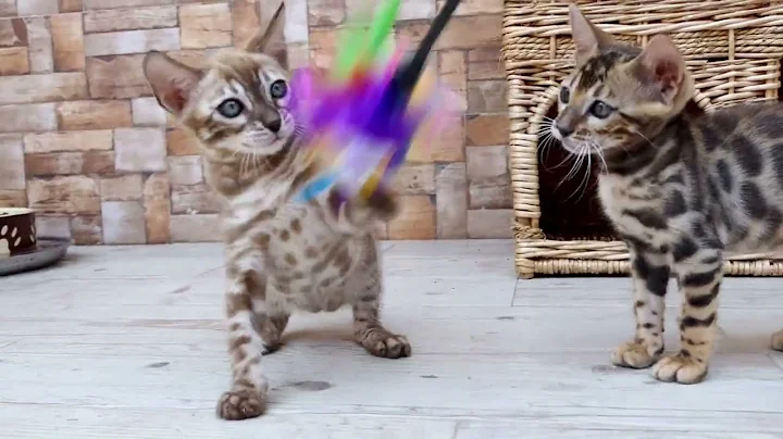 Watch the video about Super beautiful mink charcoal bengal kitten