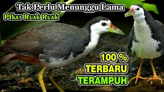 SUARA PIKAT RUAK RUAK TERBARU